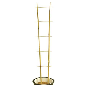 Bamboo Ladder Trellis