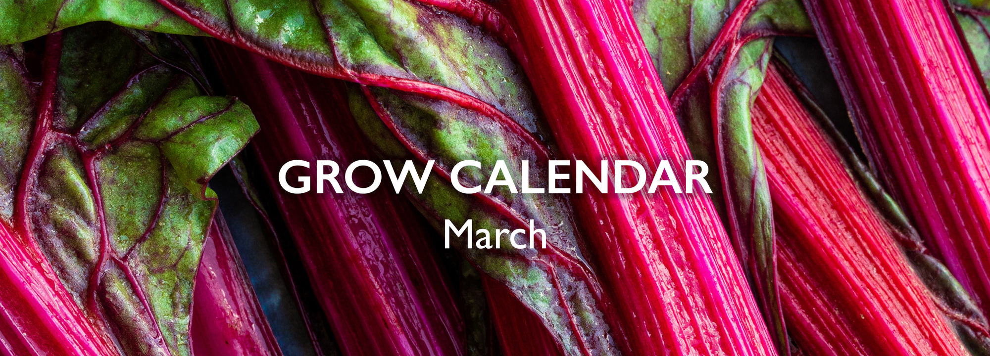 Spring Ahead with These Plants to Grow in March!