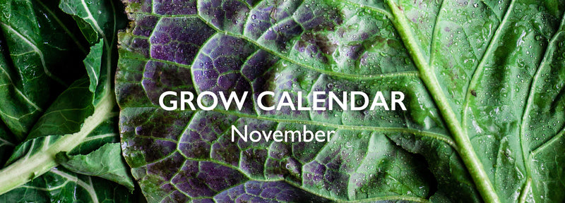 Nurturing Nature: Your November Garden Calendar