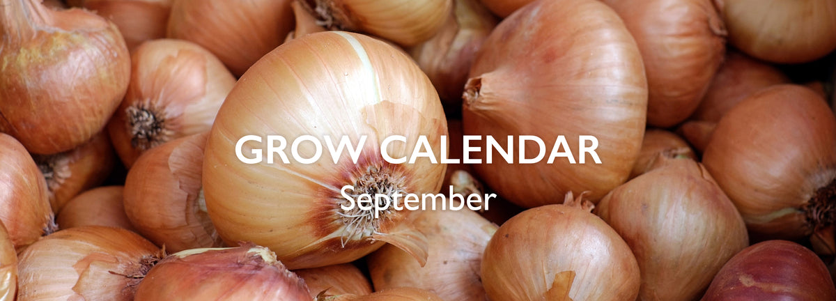 Know Your Onions: September's Garden guide – Muddy Hands