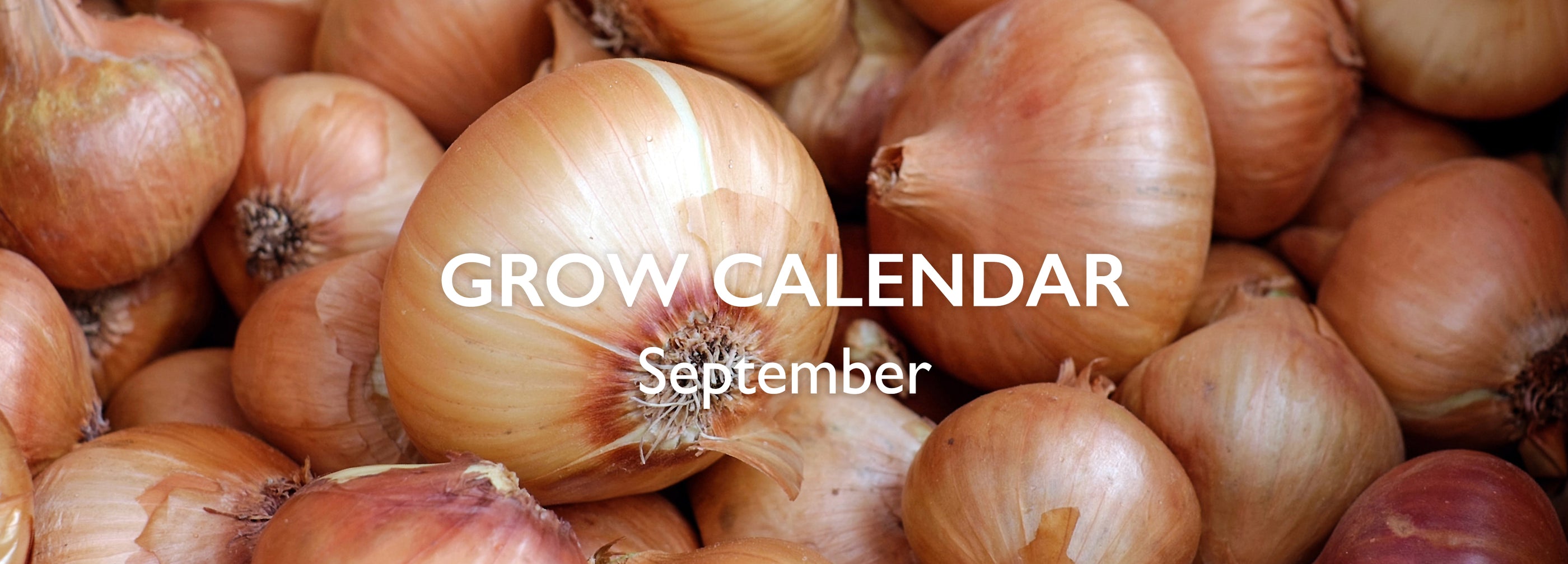 Know Your Onions: September's Garden guide