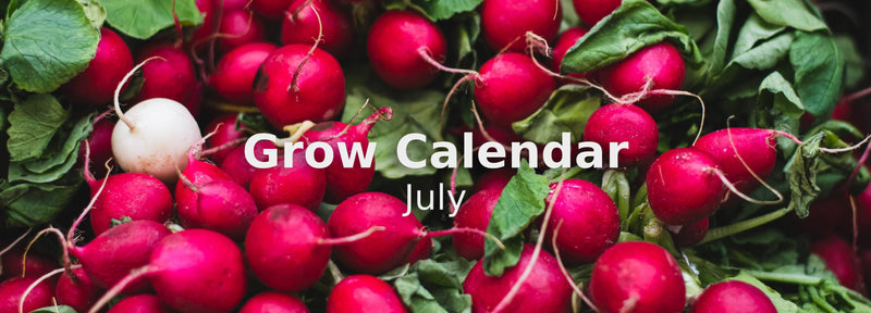 Sowing the Seeds of Summer: July's Gardening Calendar