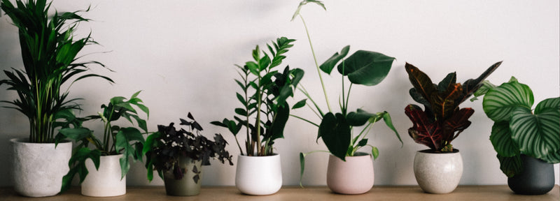 The Artistry of Indoor Plant Pairings