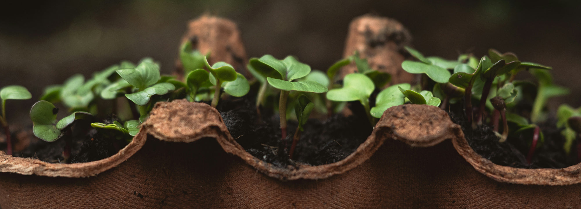The Secret to Lush Gardens? It’s Probably in Your Bin Right Now...