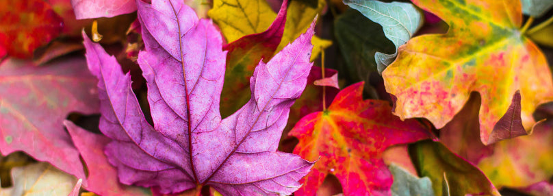 Brrr... But Blooming! How to Care for Plants in the Cold