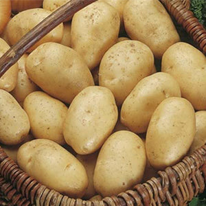 10 Pack of Wilja Seed Potato Second Early