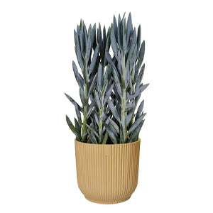 Yellow Eco Ribbed Plant Pot