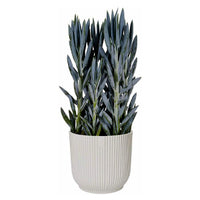 White Eco Ribbed Plant Pot