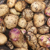 10 Pack of Kestrel Seed Potato Second Early