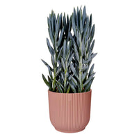 Pink Eco Ribbed Plant Pot