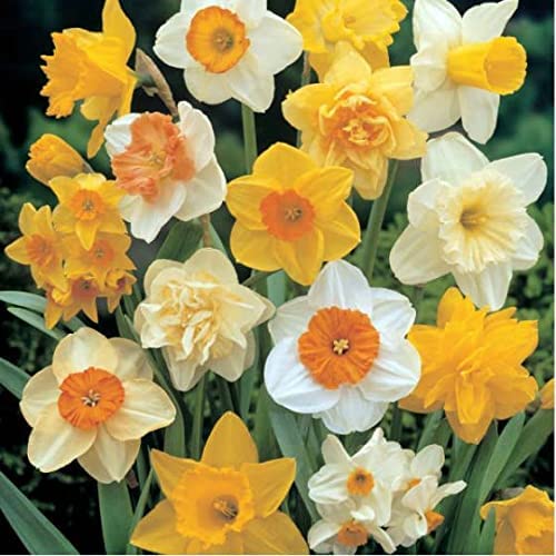 15 x Narcissus Flower Bulbs