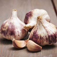 Germidour Garlic Bulbs