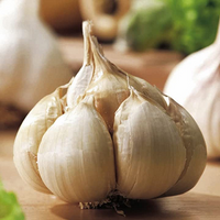 Messidrome Garlic Bulbs