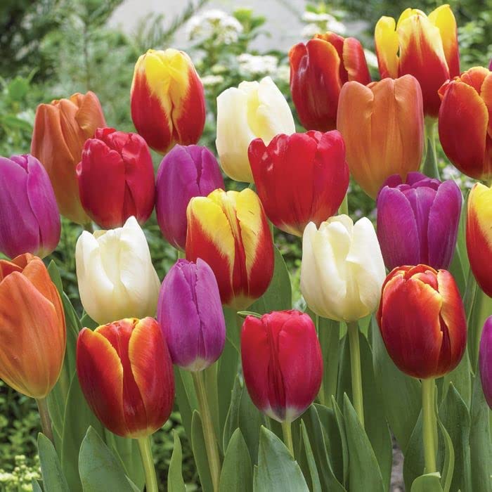 30 x Tulipa Triumph Flower Bulbs