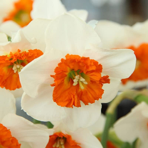 4 x Narcissus Bella Vista Flower Bulbs