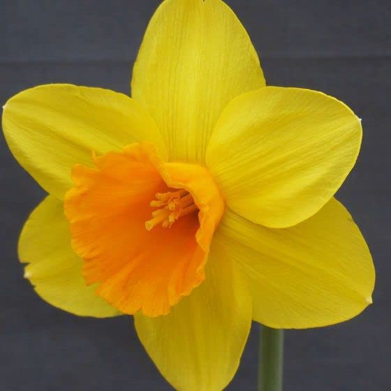 4 x Narcissus Bright Jewel Flower Bulbs