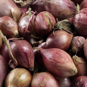 Rolein Onion Sets