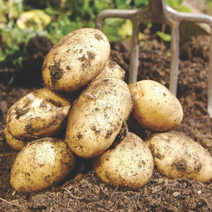 10 Pack of Maris Piper Seed Potato Main Crop