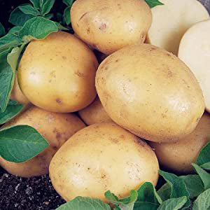 10 Pack of Maris Peer Seed Potato Second Early