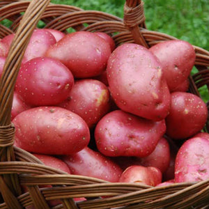 10 Pack of Desiree Seed Potato Main Crop