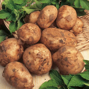 10 Pack of Maris Bard Seed Potato First Early