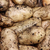 10 Pack of Sharpes Express Seed Potato First Early
