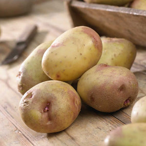 10 Pack of King Edward Seed Potato Main Crop