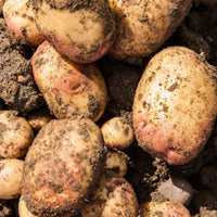 10 Pack of King Edward Seed Potato Main Crop