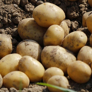 10 Pack of Nicola Seed Potato Second Early