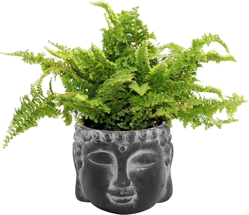 Small Buddha Plant Pot