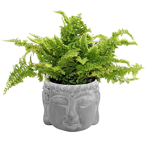 Small Buddha Plant Pot