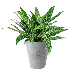 Olive Emblem Round Plant Pot
