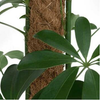 0.6m Coco Coir Pole